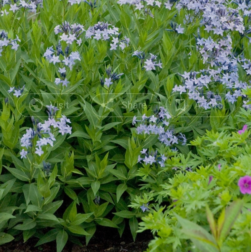Blue Ice Amsonia  3 Plants $20